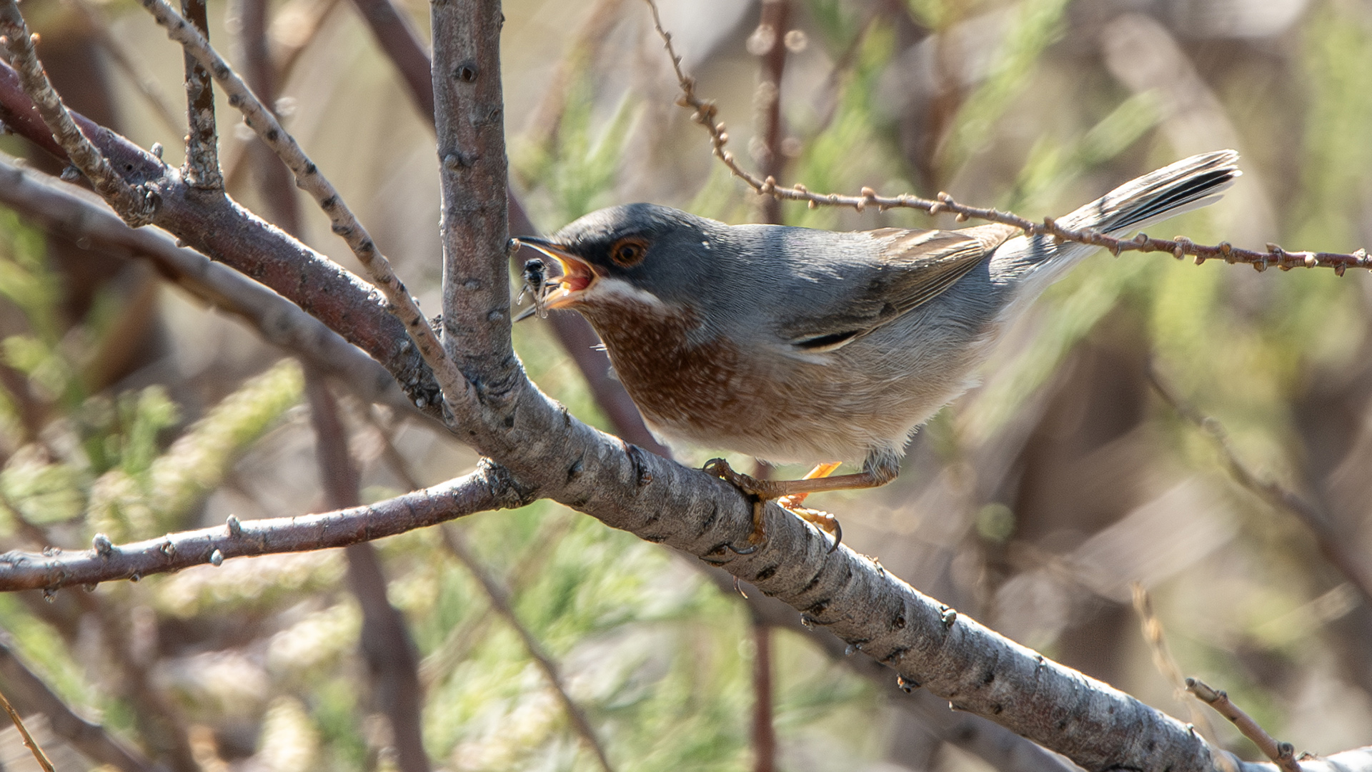 Subalpine Warbler